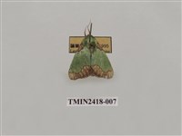 藏品(基黃綠刺蛾)的圖片